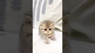 Ooo 😮 so cute 💖🦋
