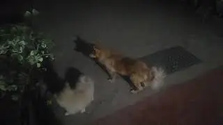 #puppy #dog #pet  Puppy play with dog father and mother