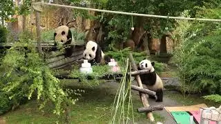 2 ans des jumelles panda Yuandudu et Huanlili