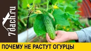 🥒 Почему не растут огурцы - 7 дач
