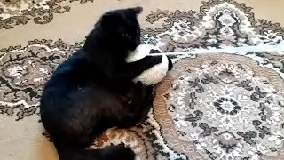 Кот и клубок. Кот добрался до клубка. Клубок победил