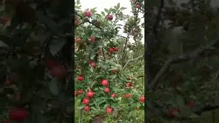It's time to pick apples in the yard. The apple 🍎 harvest is amazing 🤩 