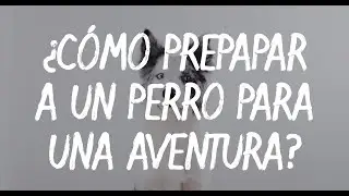 ¿Cómo preparar a un perro para la montaña? | YOUNGSTARS ESPAÑA