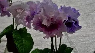 Алхимические стрептокарпусы селекции Dimetris. 2657 и 2622