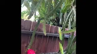 Dragon Fruit Climbs on a Guava Tree (Flowers will bloom soon)