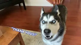 Husky Tries MEAT For The First Time! (Cute Husky Compilation 4)