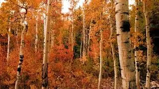 birch No Copyright to Subscriber