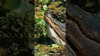 Alligator bellows call