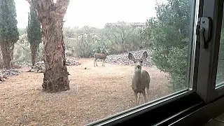 Some very cool wildlife sights and sounds from my house in Green Valley, AZ01122026