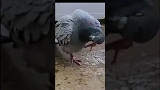 أجمل أوقاتي عندما أكون معا الطيور