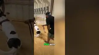 Training Dogs for Protection and Sport  Gavin's Journey!