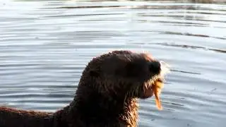 Otter at Oak Bay: Breakfast Time!