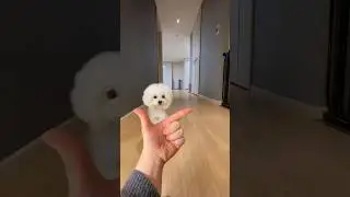 똑똑한 푸들을 부르면?🐩 #아라 #미소아라tt