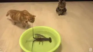 Коты и омар