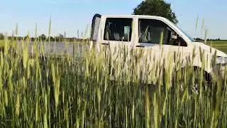 Поле ржи лето и закат.