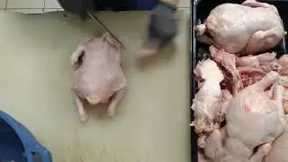 Финка сучком в работе .сталь х12мф