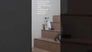 Sepertinya kena virus Panlea...Selamat jalan Milo... #cat #virus