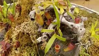 Predatory Plants Retail Store Tour #2