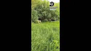 We catch up with our White Galloway cattle at Rutland Water Nature Reserve