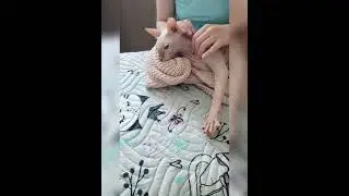 массаж для сфинкса