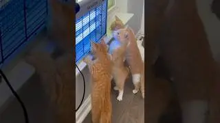 😸😻#удивительноерядом #смешныемоменты #funny #cat #котики #милыекотята #любопытство #веселаяминутка