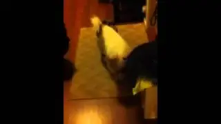 Dogge har fått nya skor!