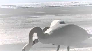 Swans/Лебеди @ Buļļupe