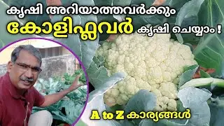 🌱 കോളിഫ്ലവർ ഗ്രോബാഗിൽ എങ്ങനെ കൃഷി ചെയ്യാം ?  🌱 | How to Grow Cauliflower at Home | Krishitips