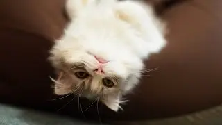 Ржака про животных и людей! Улетное видео