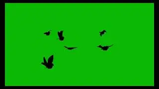 birds flying green screen video free download 1 | bird green screen | 