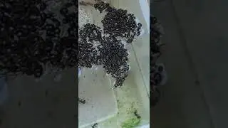 Ant Raft - Desert Ants Create Living Raft to keep from Drowning in Cat Water Bowl