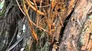 Спящие почки
