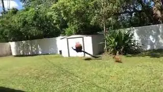 Peacock Flying