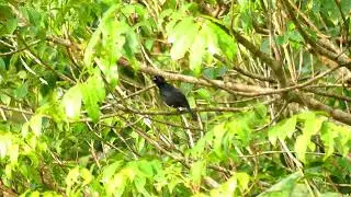 Red-Shouldered Tanager (Tachyphonus phoenicius) male, French Guiana