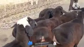 хусори кочкорлар келди