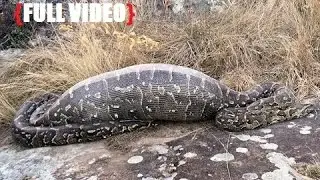 Horrifying Moment Cut Open a Giant Python and Discover Their Lost Friend Inside -  Indonesia