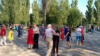 Белые розы