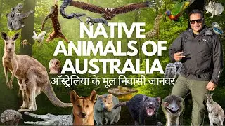 Native Animals of Australia