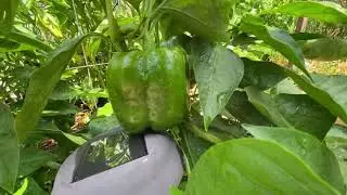 This is a short video of my garden.