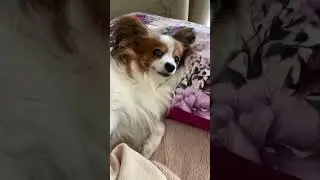 Папийон это любовь навсегда. #папийон #music #papillondog