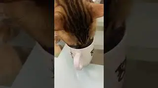 Бенгальский кот очень любит кофе!