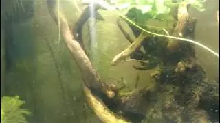 КУПИЛ НОВЫЙ МОХ И РЫБОК !!нерест ЛЕНИАТУСОВ!!!