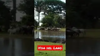La belleza del llano está en su diario vivir.