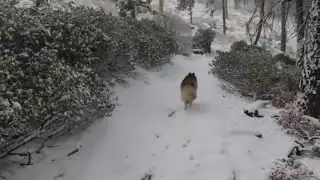 Who Let The Dogs Out?