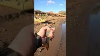 Рыбалка на поплавок  #рыбалка #рыбалканапоплавок #рыбалканаречке