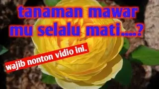 PERBANDINGAN MENANAM BUNGA MAWAR DI TANAH LANGSUNG DAN DI POT testimoni penanaman mawar