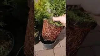 Туя западная Смарагд