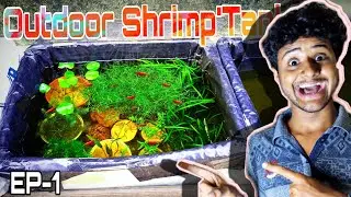 I MADE A OUTDOOR LOWTECH FIRE RED SHRIMP TANK /Shrimp breeding project||EP-1