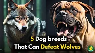 TOP 5 DOG BREEDS That Can Defeat WOLVES!