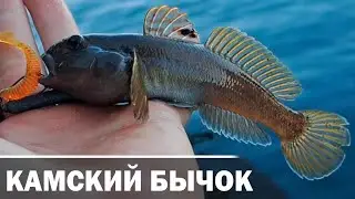 Мормышинг / Ловля бычка на Каме / Спиннинг Dayo - Black Dragon!!!